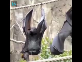 how bats pee